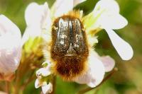 Tropinota squalida