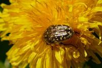 Oxythyrea funesta