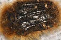 Tropinota squalida