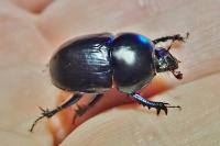 Sericotrupes niger