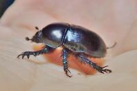Sericotrupes niger