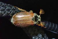 Melolontha melolontha
