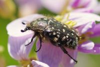 Oxythyrea funesta