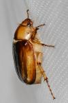 Rhizotrogus aestivus