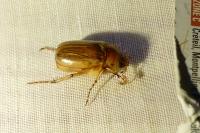 Rhizotrogus marginipes