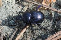 Anoplotrupes stercorosus