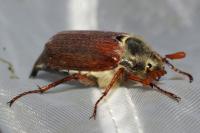 Melolontha melolontha