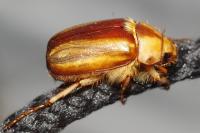 Rhizotrogus aestivus