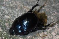 Anoplotrupes stercorosus