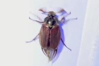 Melolontha melolontha