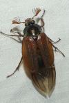 Melolontha melolontha