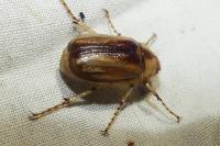 Rhizotrogus aestivus