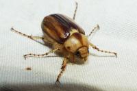 Rhizotrogus aestivus