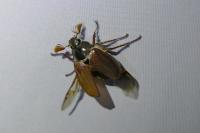 Melolontha melolontha