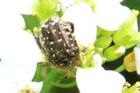 Oxythyrea funesta