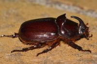 Oryctes nasicornis