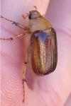 Rhizotrogus aestivus