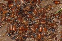 Melolontha melolontha