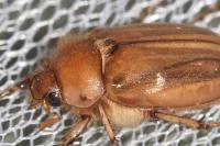 Rhizotrogus marginipes