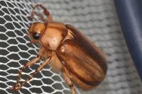 Rhizotrogus aestivus