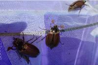 Melolontha melolontha