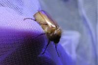 Rhizotrogus marginipes