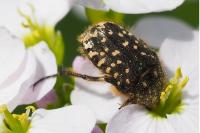 Oxythyrea funesta