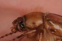 Rhizotrogus marginipes