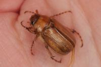 Rhizotrogus marginipes