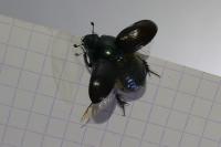 Anoplotrupes stercorosus