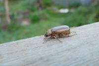 Rhizotrogus marginipes