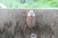 Melolontha melolontha