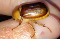 Rhizotrogus aestivus