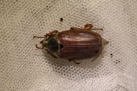 Melolontha melolontha