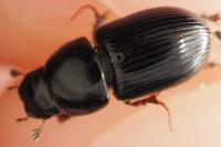 Calamosternus granarius