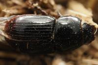 Calamosternus granarius