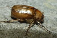 Rhizotrogus marginipes