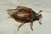 Melolontha melolontha