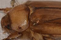 Rhizotrogus marginipes
