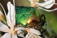 Cetonia aurata