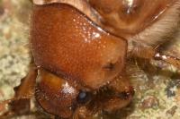 Rhizotrogus marginipes
