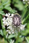 Oxythyrea funesta