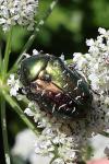 Cetonia aurata