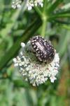 Oxythyrea funesta