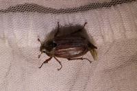 Melolontha melolontha
