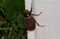 Melolontha melolontha