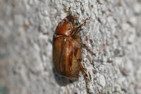 Rhizotrogus marginipes