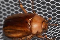 Rhizotrogus aestivus