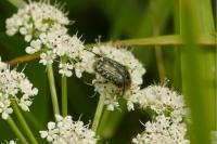 Oxythyrea funesta