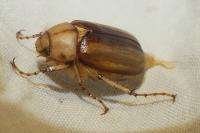 Rhizotrogus aestivus